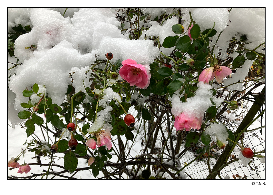 Der Schnee von heute