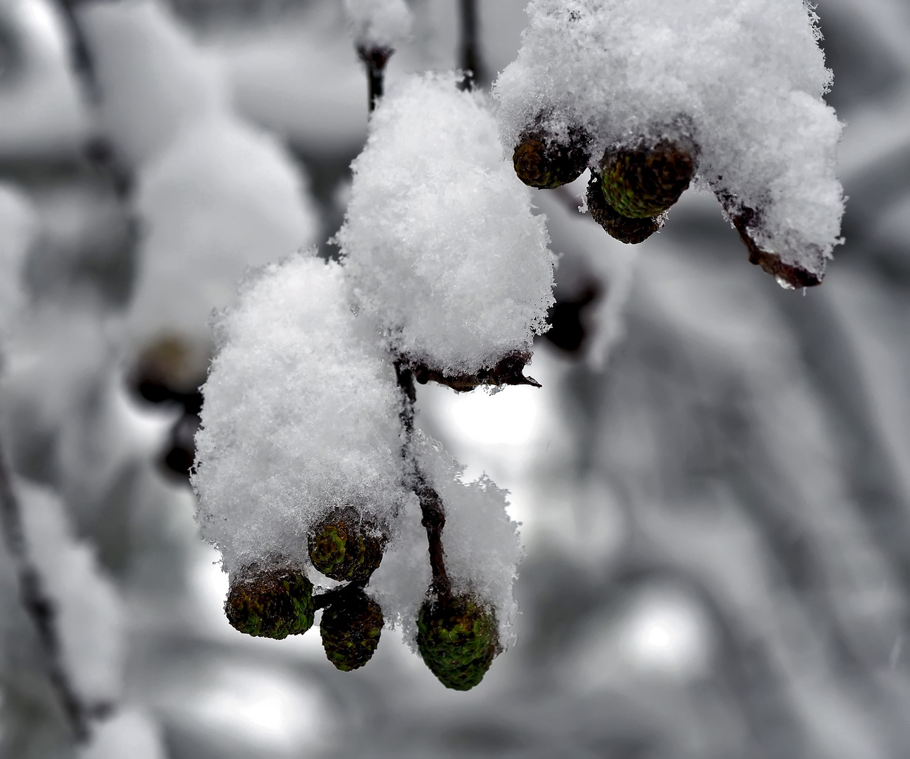 Der Schnee war hier als Künstler am Werk..! - L'artiste, c'est la neige!