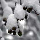 Der Schnee war hier als Künstler am Werk..! - L'artiste, c'est la neige!