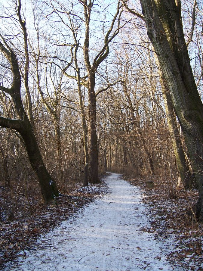 der Schnee weist den Weg