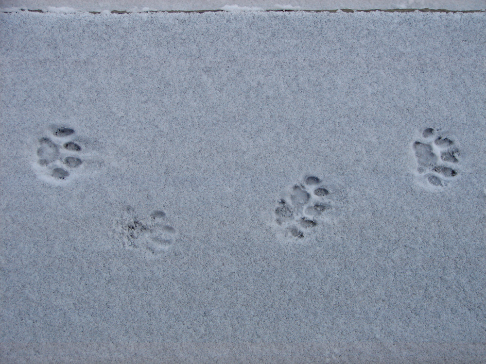 Der Schnee Zeigt Uns Viele Spuren Der Tiere Hier Eine Katze Foto Bild Tiere Spuren Von Tieren Haustiere Bilder Auf Fotocommunity