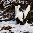 Der Schneebäumler auch bekannt als....