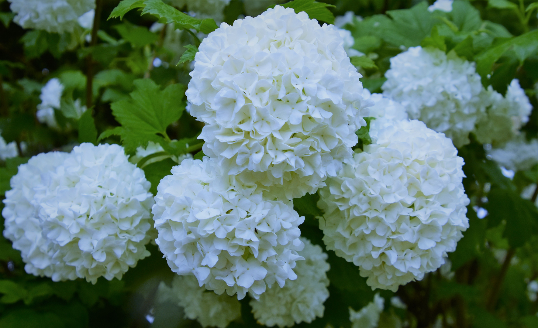 Der Schneeball Foto & Bild pflanzen, pilze & flechten, blüten
