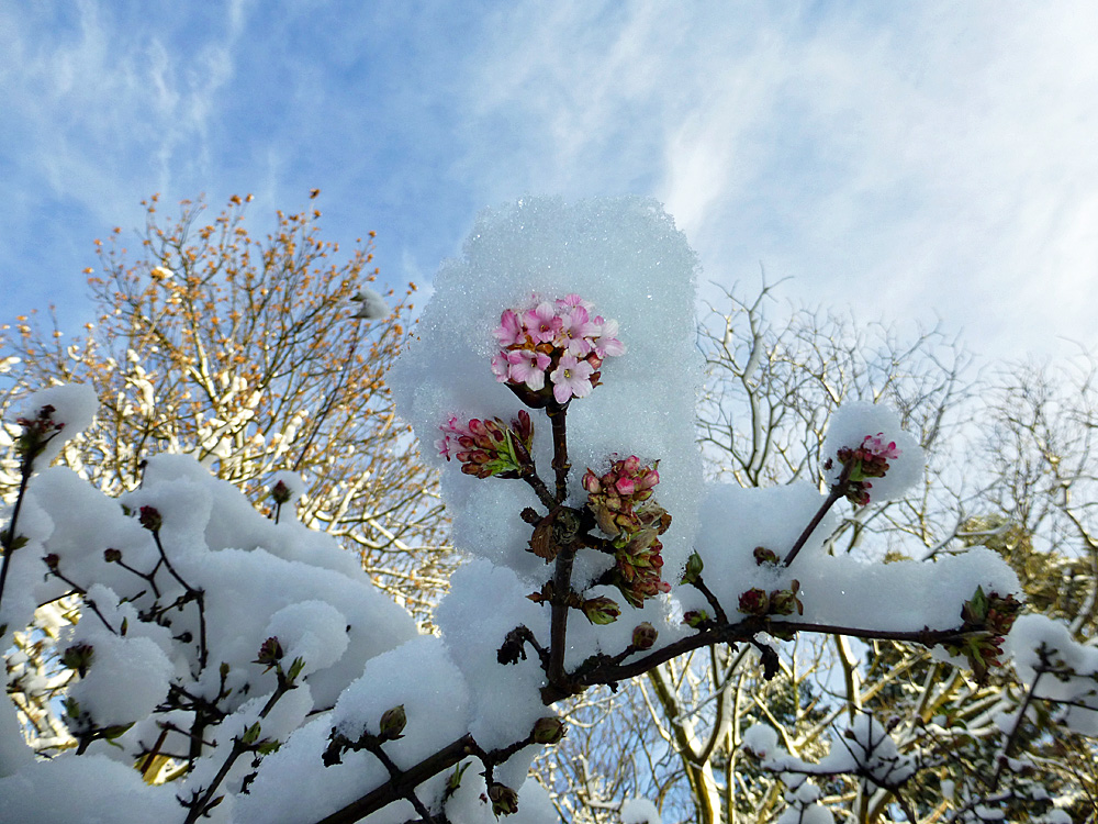 Der Schneeball blüht