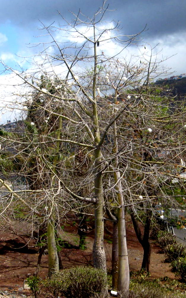 ***Der Schneeballbaum***