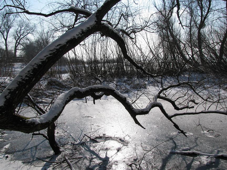 Der Schneebaum