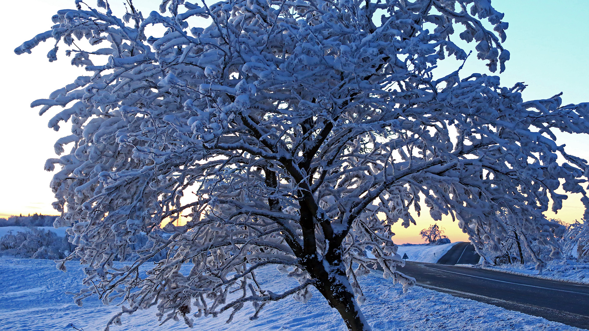 Der "Schneebaum" beschützt die Straße, die nach Süden ...