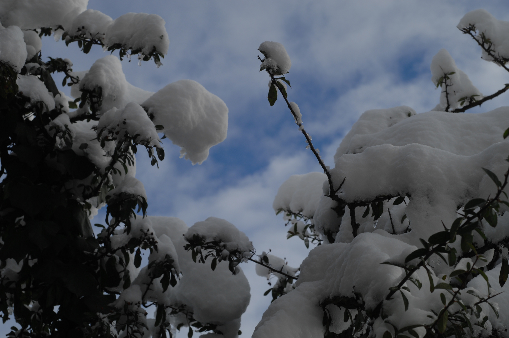 Der schneebedeckte Busch