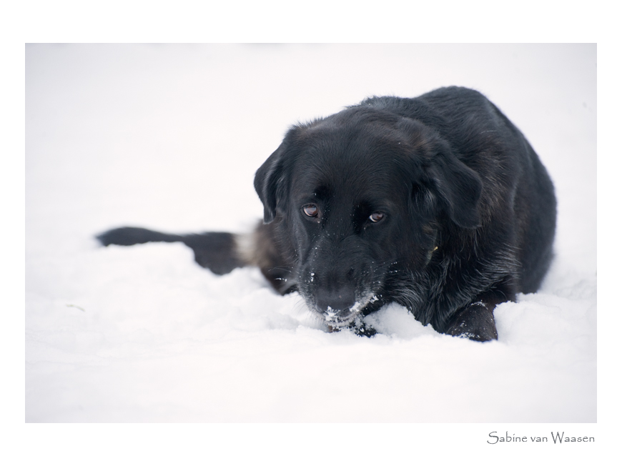 Der Schneeesser