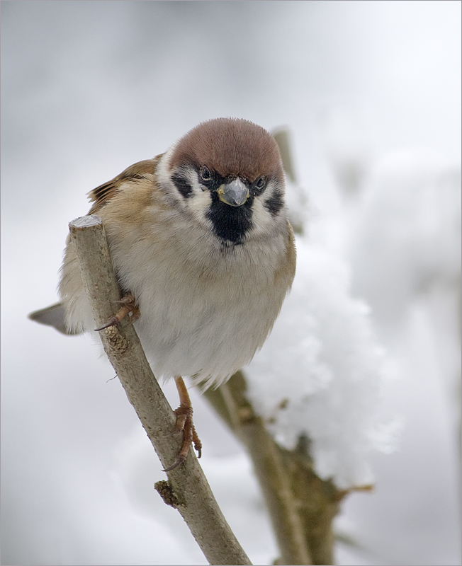 Der Schneefall ...