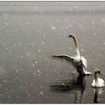 der Schneeflockentanz