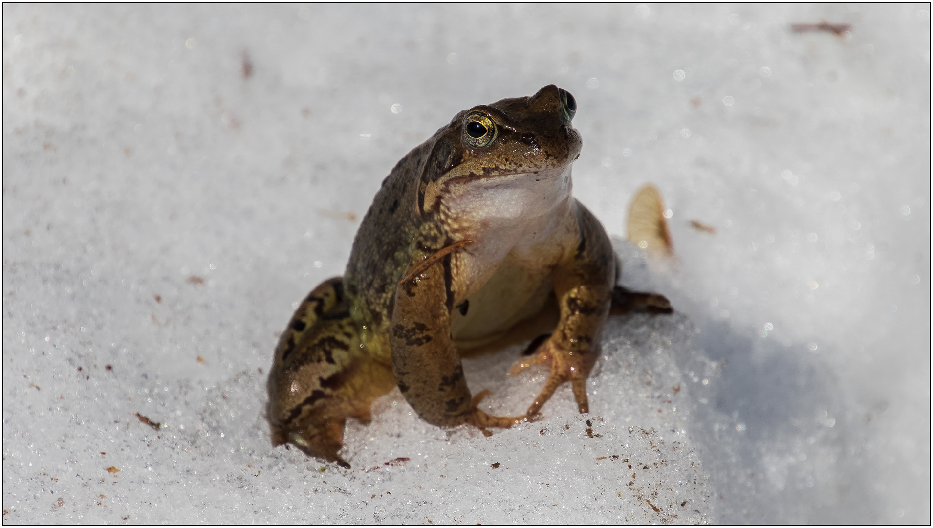 Der Schneefrosch