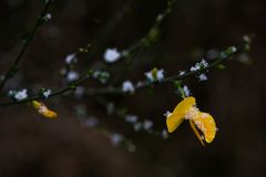 Der Schneeginster am letzten Sonntag in Inden/NRW