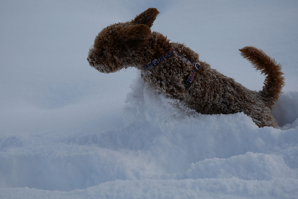 .... der Schneehund  ....