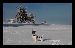 Der Schneehund