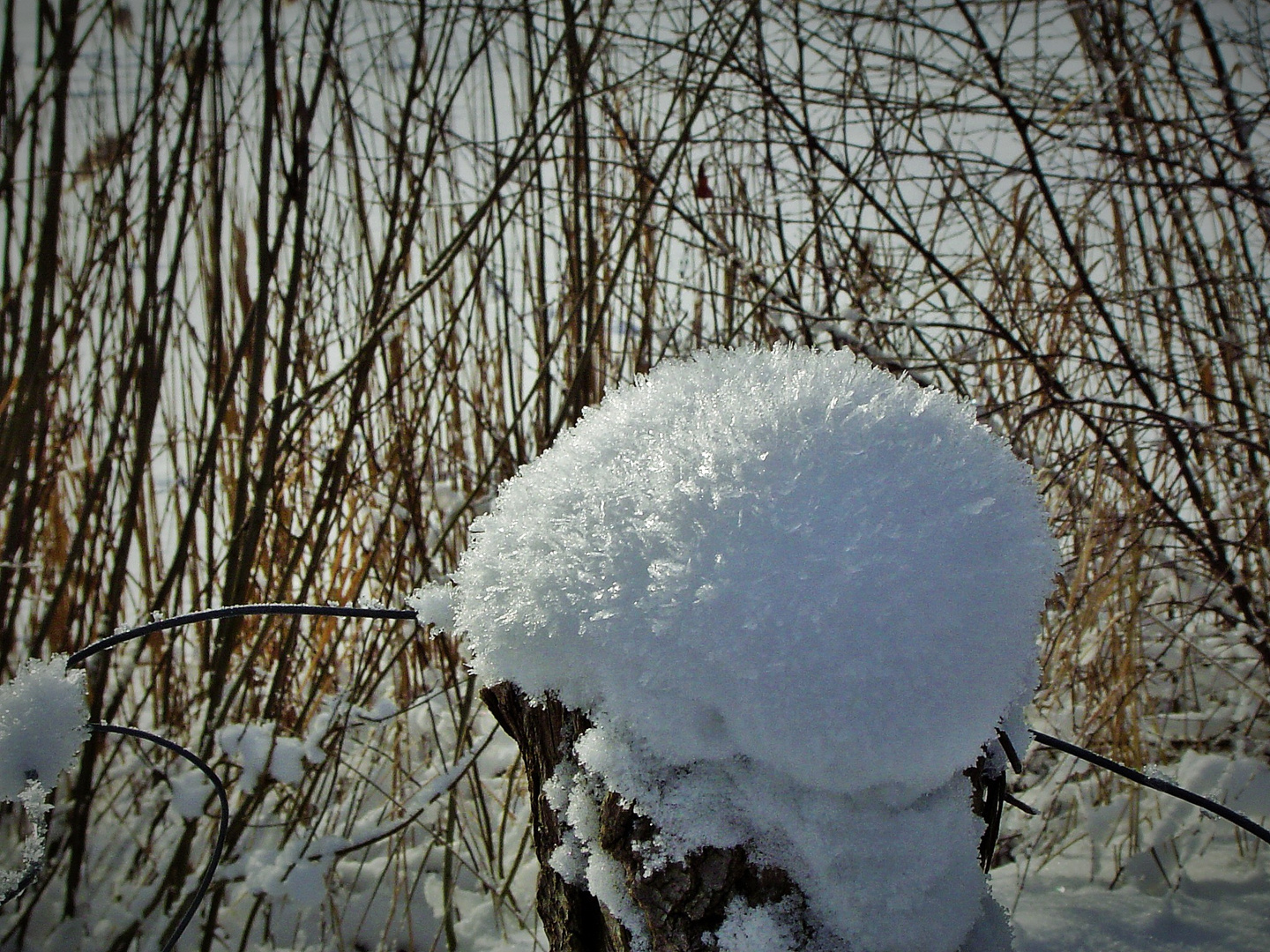 Der Schneeigel