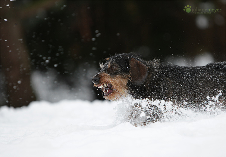 Der Schneekiller!