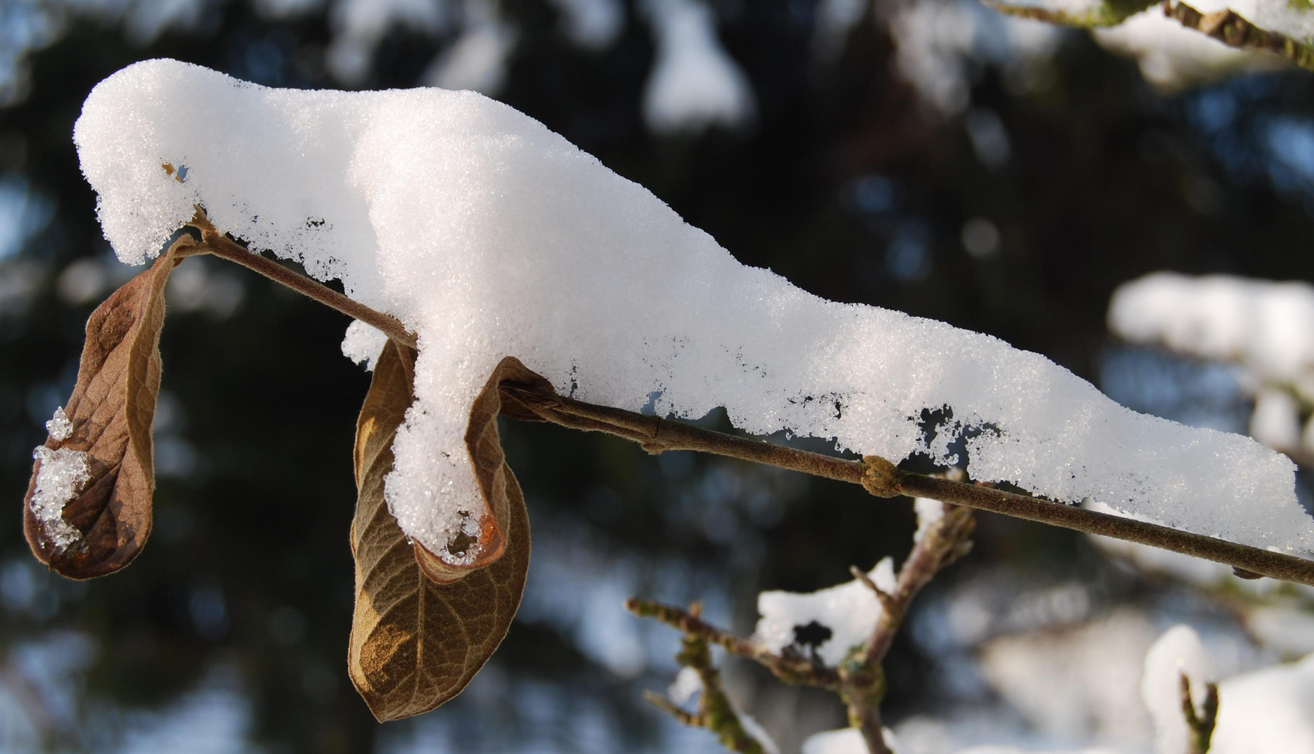 Der Schneemann schläft....