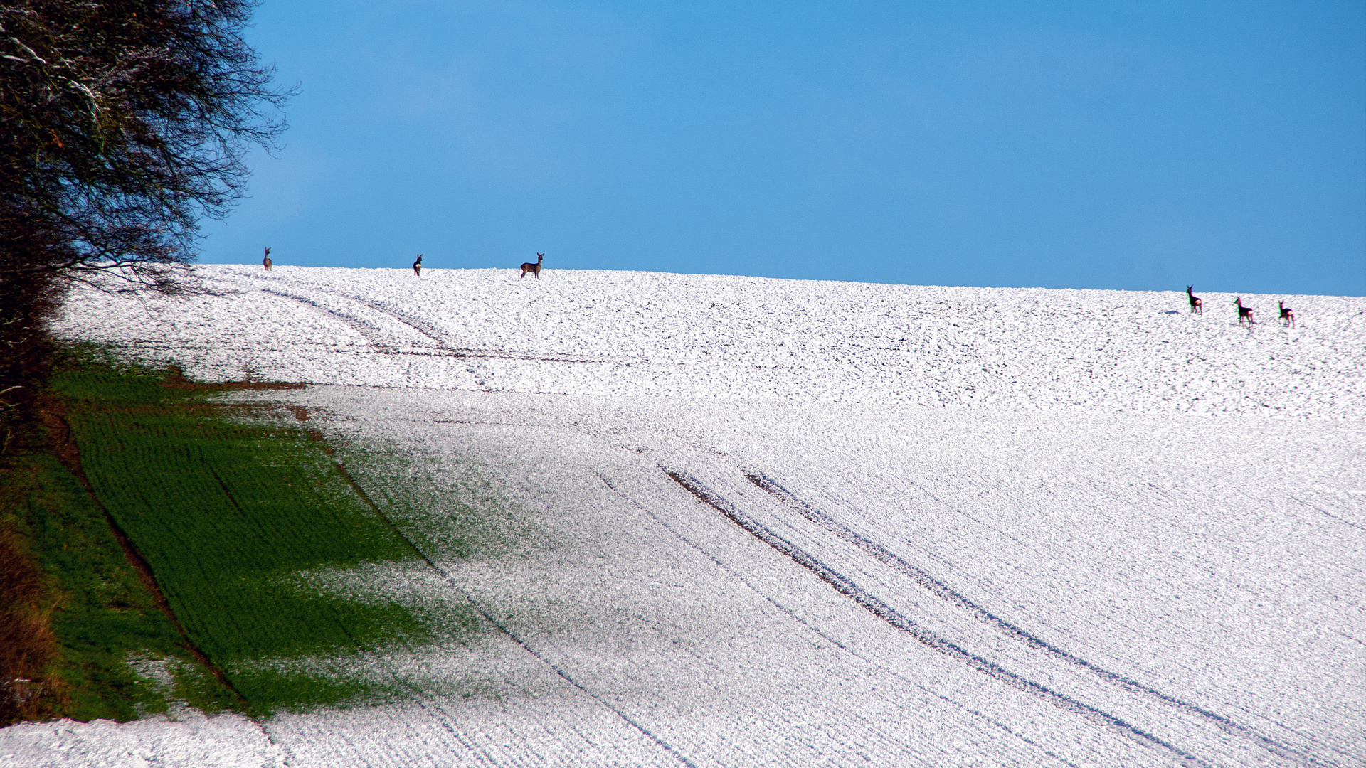 Der Schneeschauer...