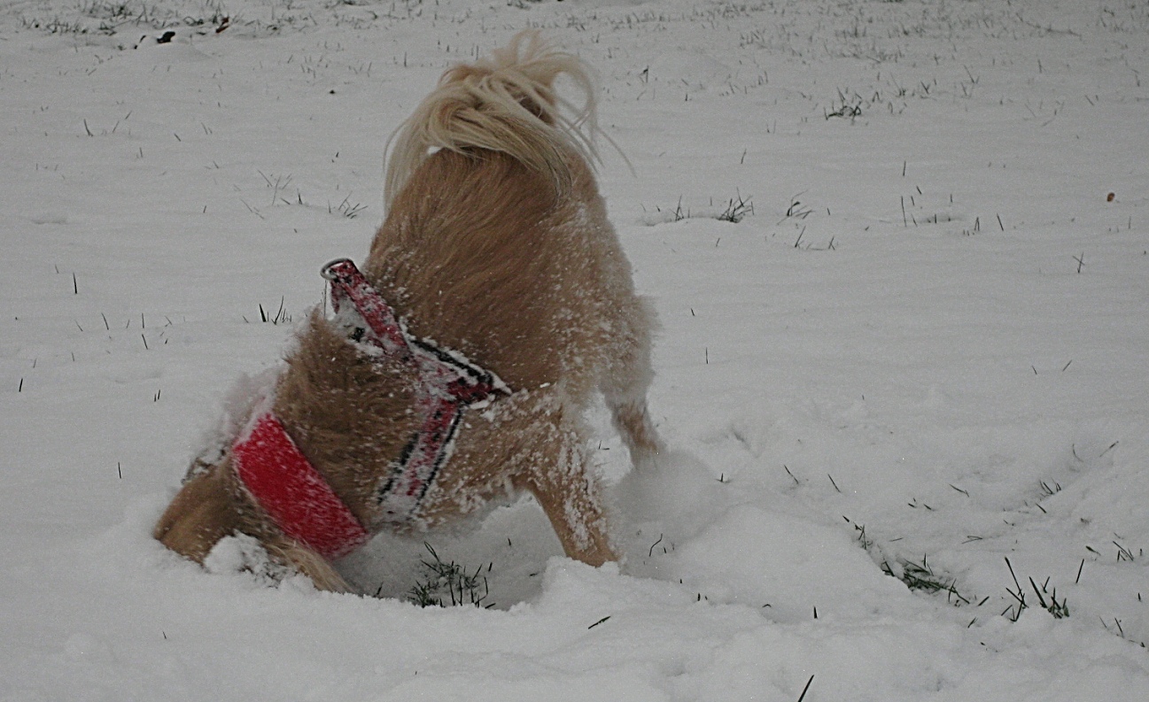 Der Schneeschieber :-))