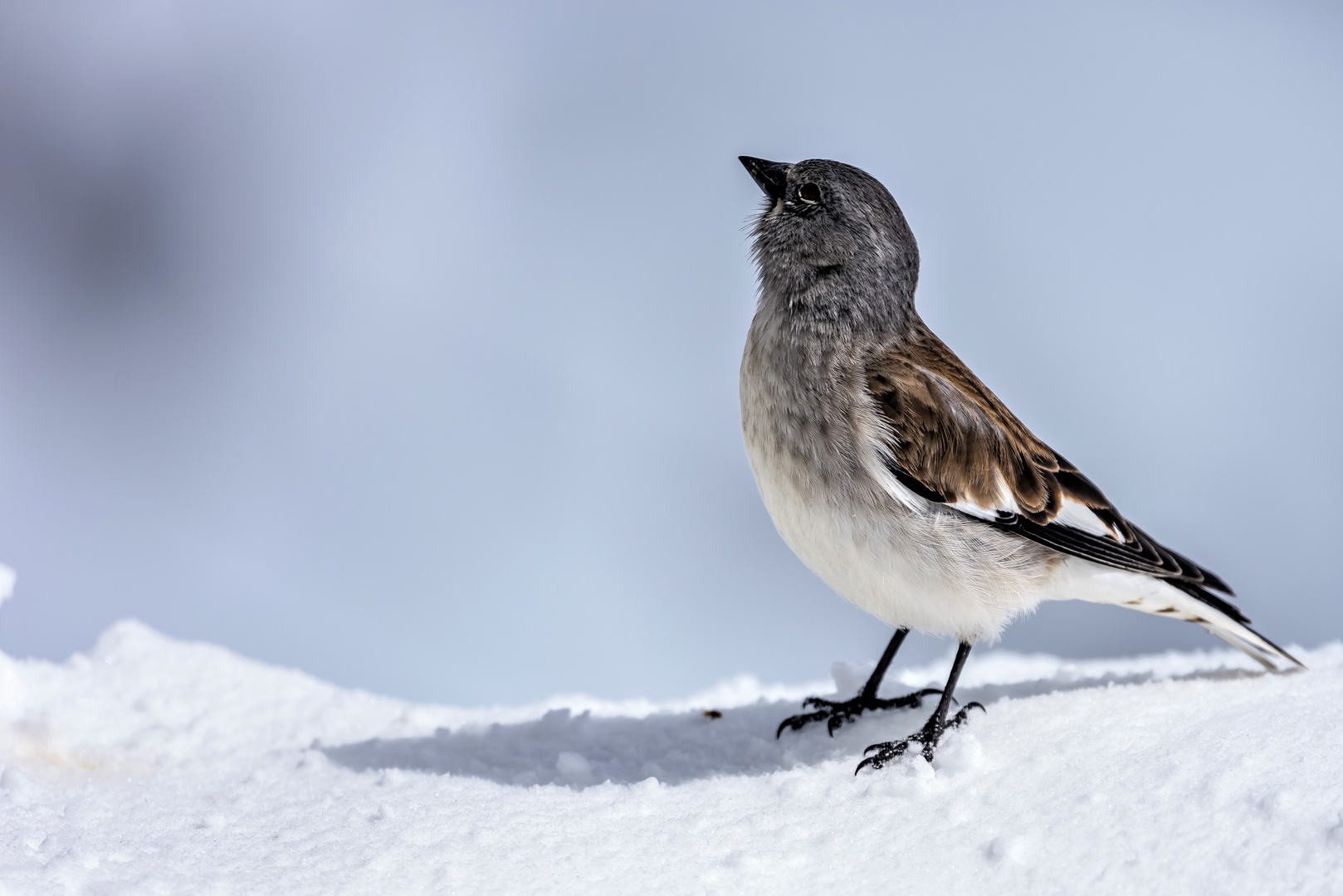 Der Schneesperling