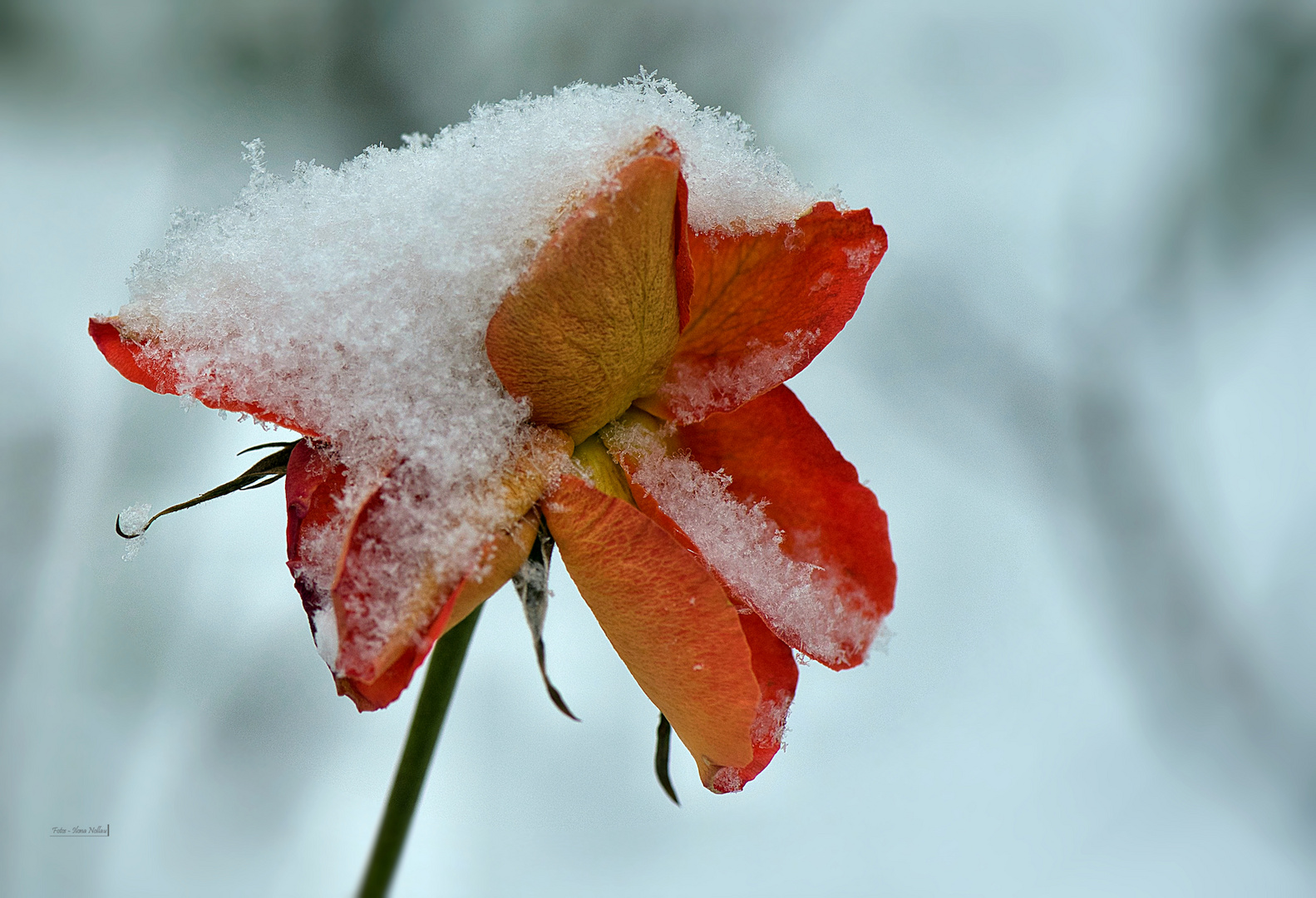 Der Schneestern