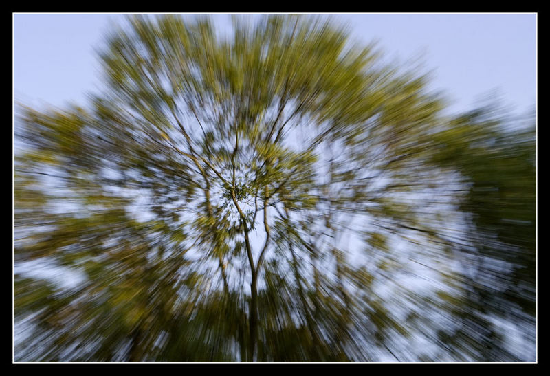 Der schnelle Baum...