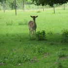 "Der schnelle Hirsch,das leichte Reh ist froh und kommt aus seiner Höh´ ins tiefe Gras gesprungen"