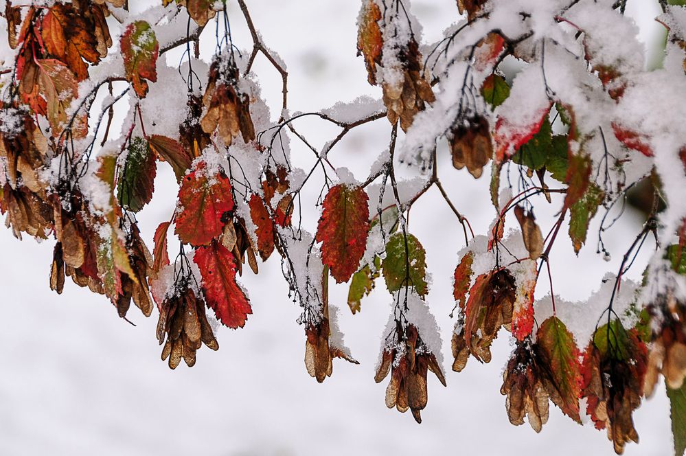 Der schnelle Übergang in den Winter