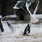 "der schnelle Vogel kriegt den Fisch"