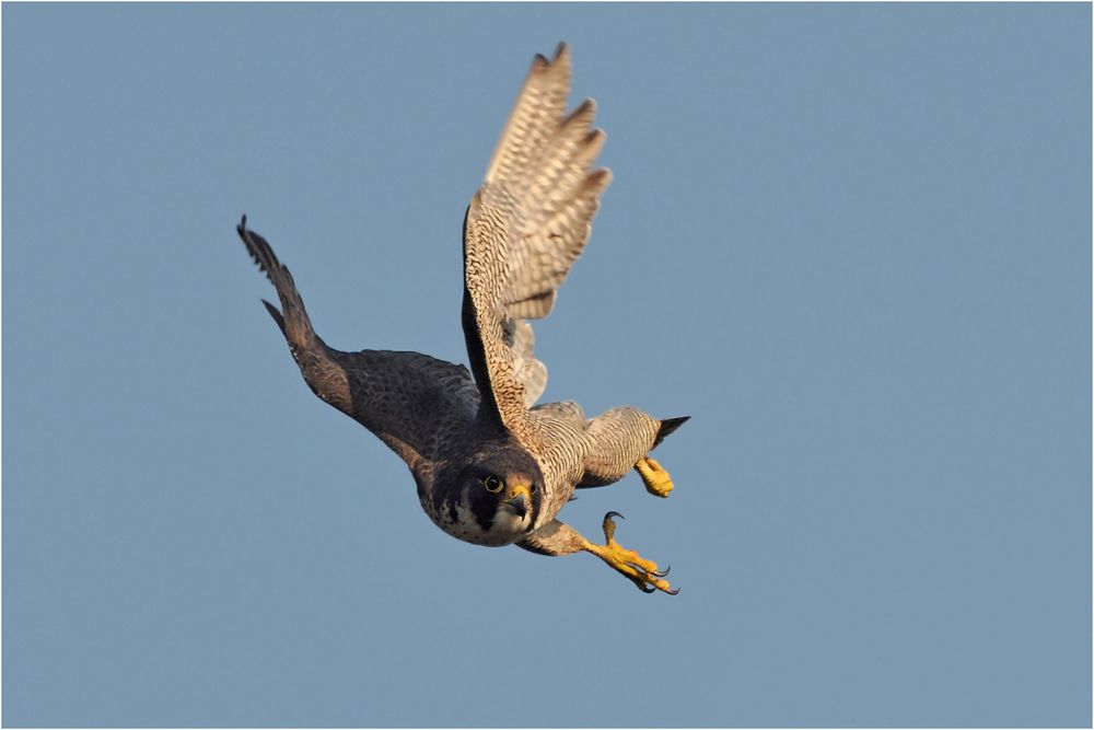 Der Schnellste Foto & Bild tiere, wildlife, wild lebende vögel Bilder auf