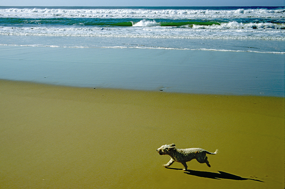 der schnellste Hund der Welt Foto & Bild hund, meer, strand Bilder