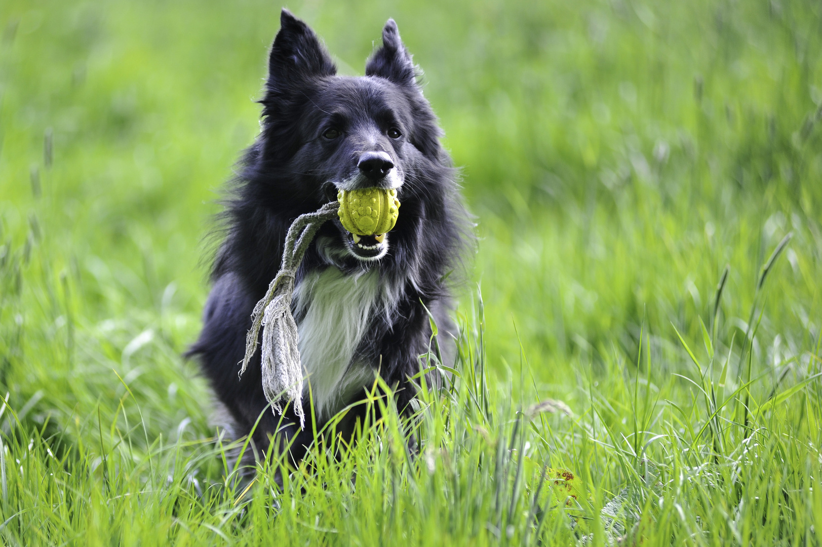 Der schnellste Hund von Niedenstein