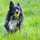 Der schnellste Hund von Niedenstein