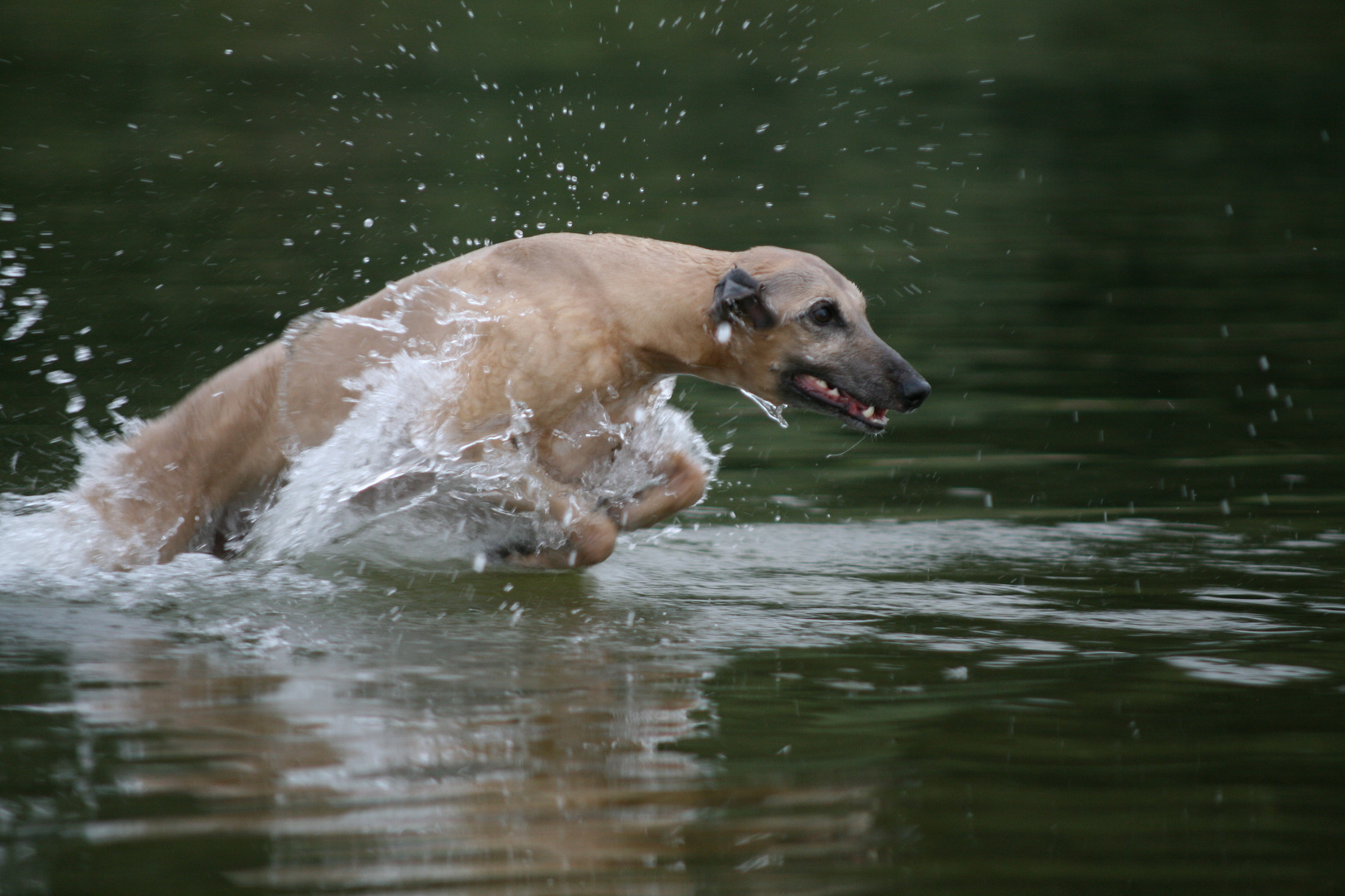 Der schnellste Seehund am Ostseestrand - der Whippet Helvetio