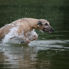 Der schnellste Seehund am Ostseestrand - der Whippet Helvetio