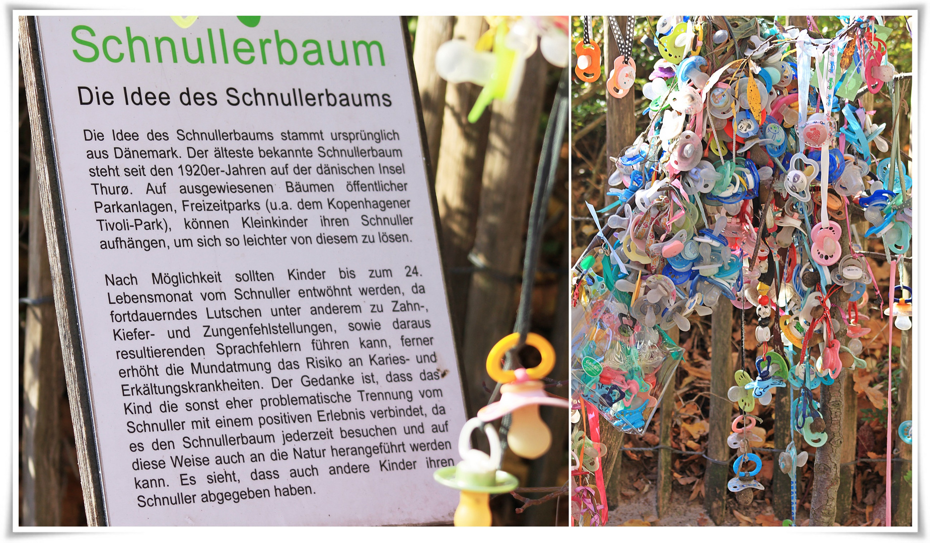 Der Schnullerbaum