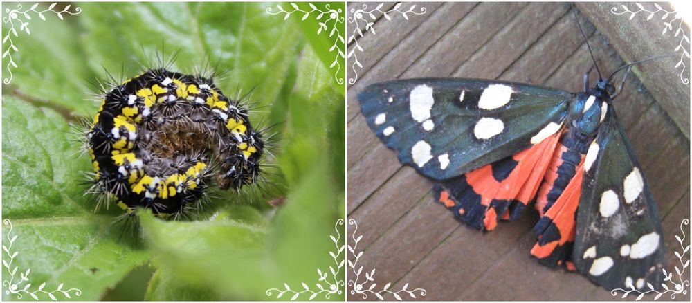 Der Schönbär Foto & Bild | schmetterlinge, natur, insekten Bilder auf