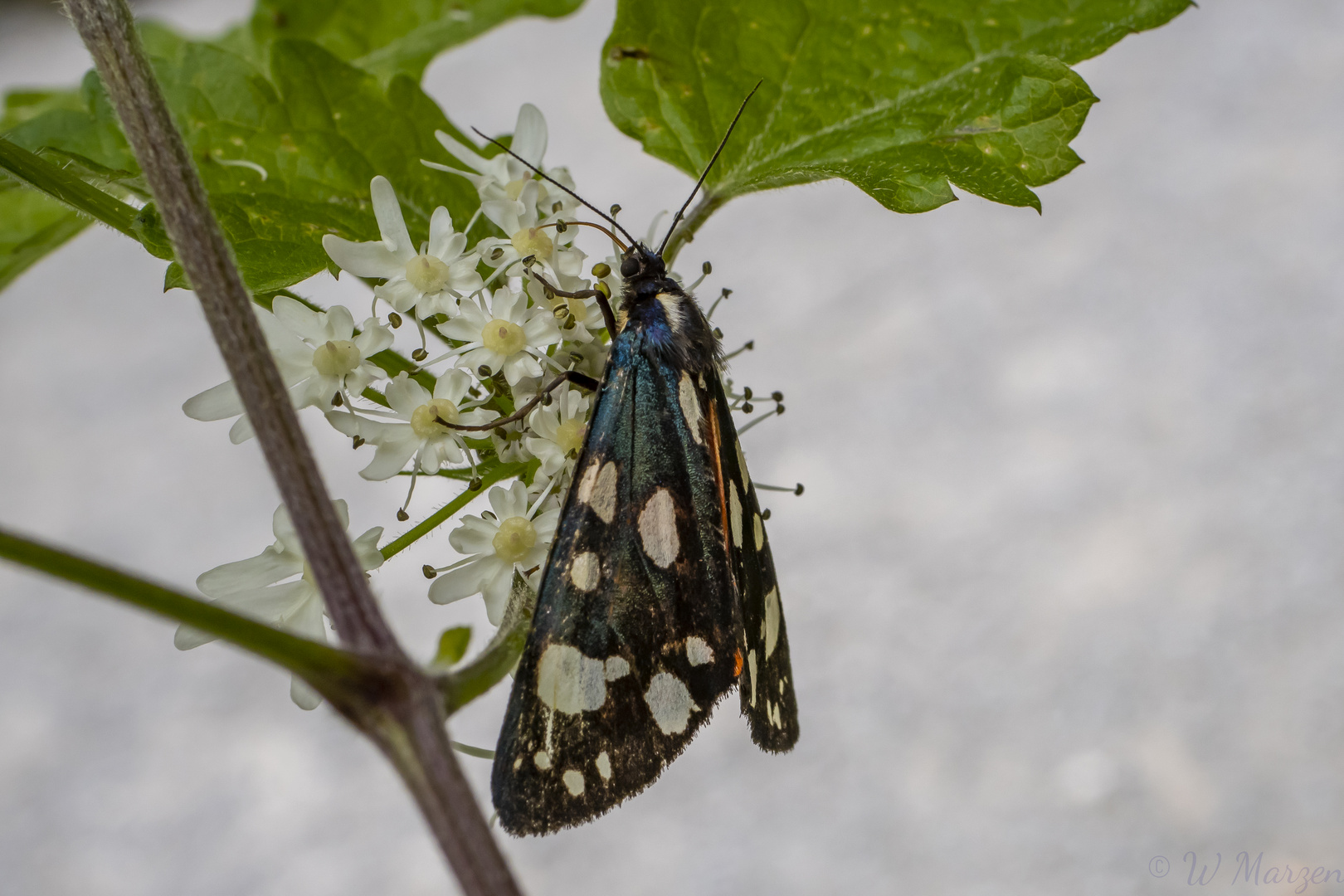 Der Schönbär (Callimorpha dominula)