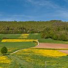 Der Schönberg im Frühling