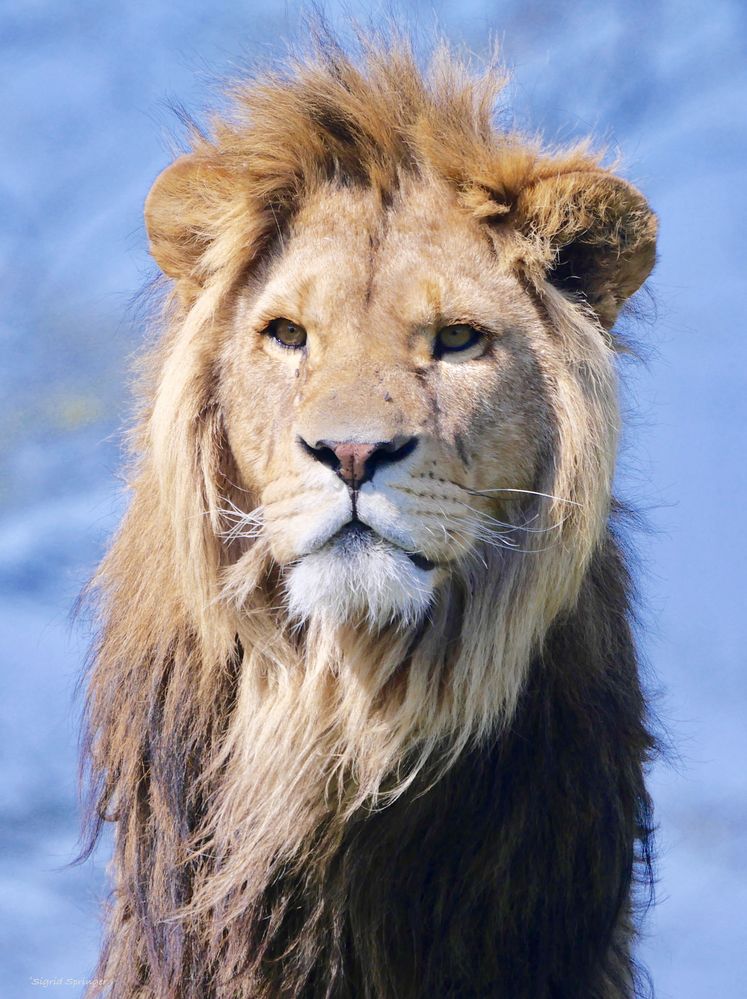 der Schöne Foto &amp; Bild natur, zoo, tiere Bilder auf