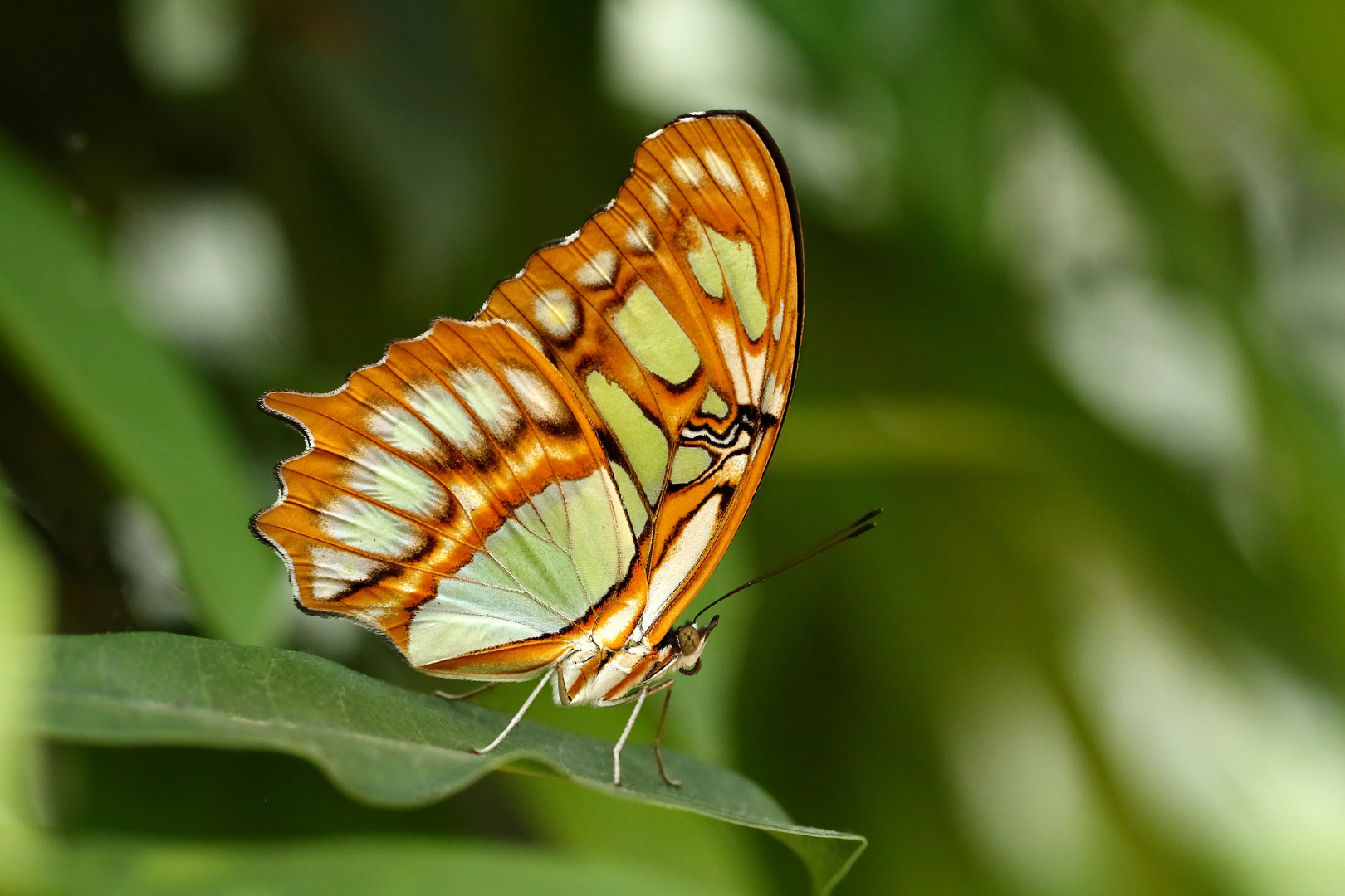 Der Schöne Foto &amp; Bild | makro, natur, macro Bilder auf fotocommunity