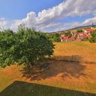 der schöne Apfelbaum in meinem Garten