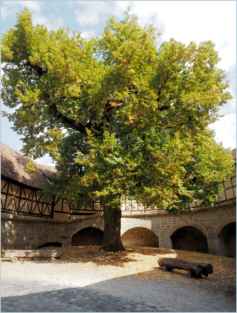 Der schöne Baum ....