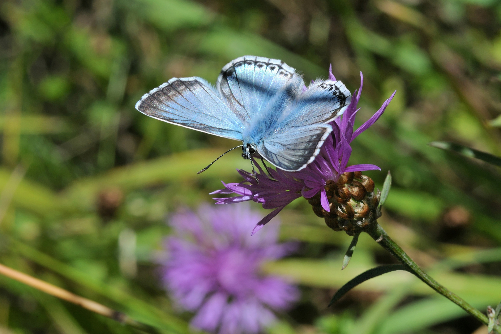 ,, Der schöne Blaue ,,