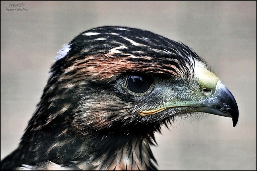 Der schöne Bussard !!!