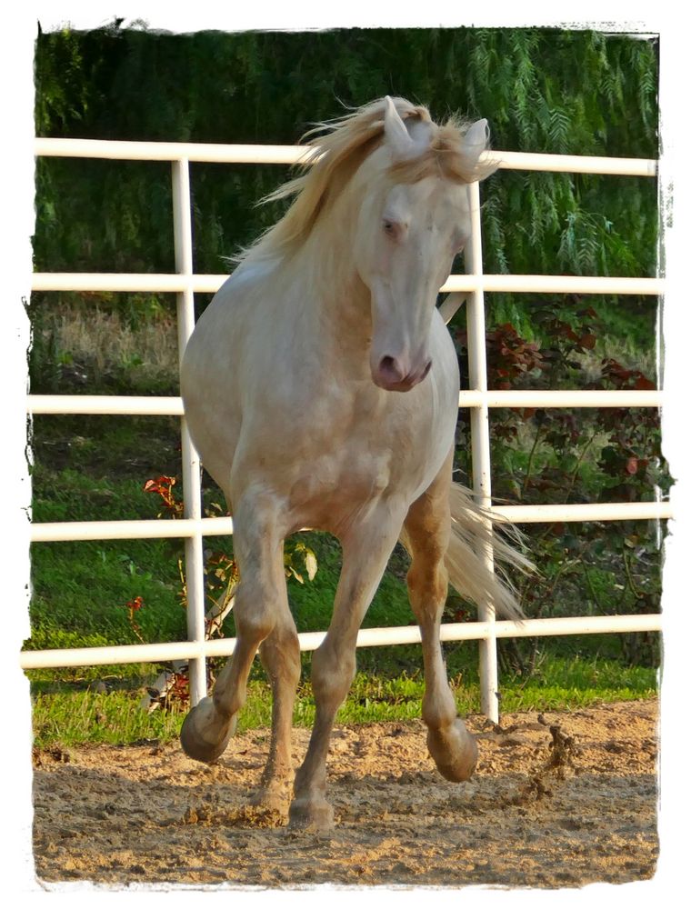 Der schöne Cremello