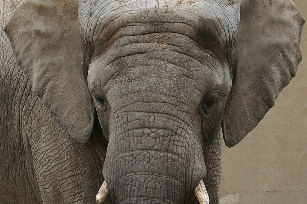 Der Schone Elefant Foto Bild Tiere Zoo Wildpark Falknerei Saugetiere Bilder Auf Fotocommunity