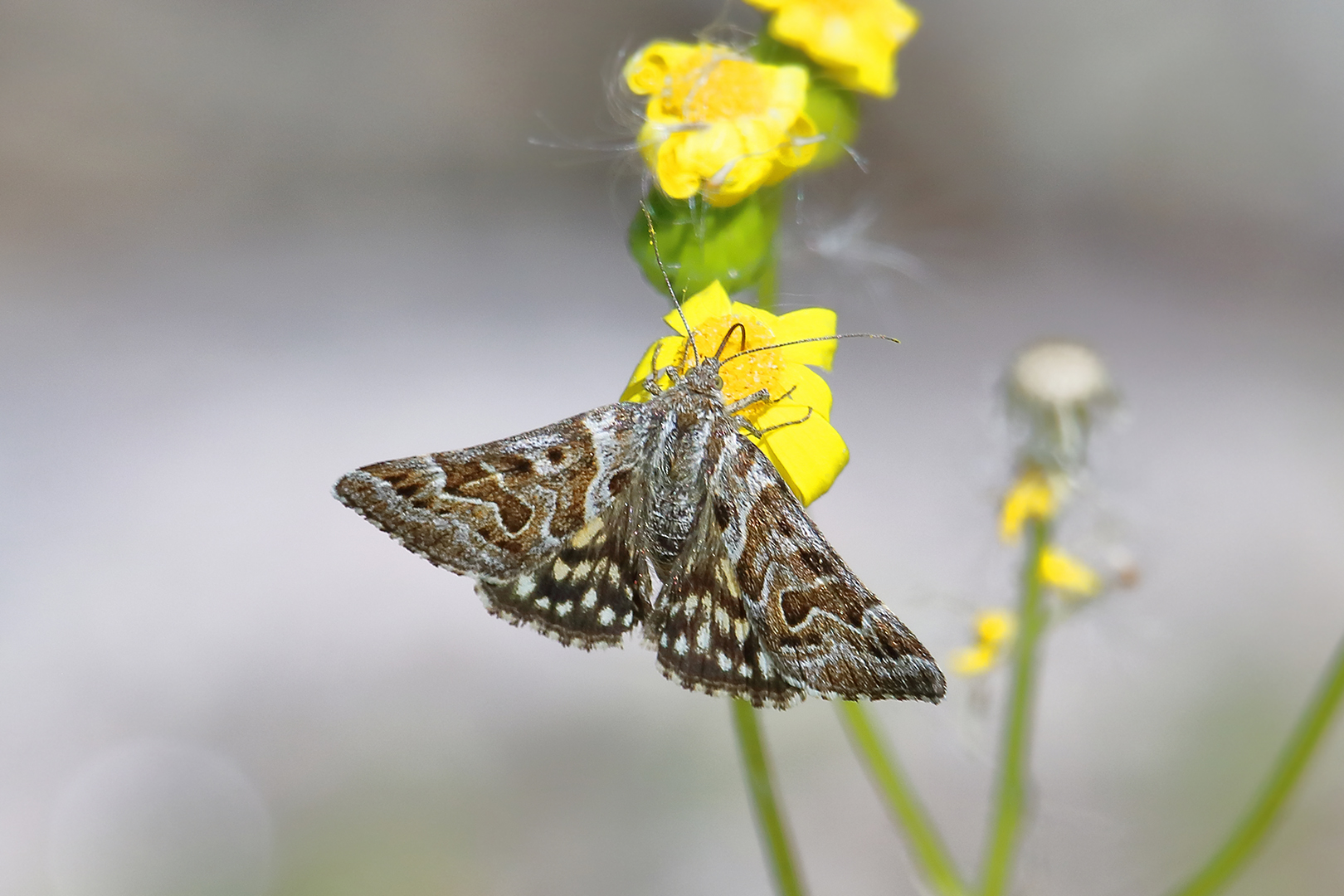 Der schöne Falter auf der Blüte an der Trave