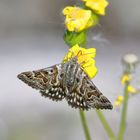 Der schöne Falter auf der Blüte an der Trave